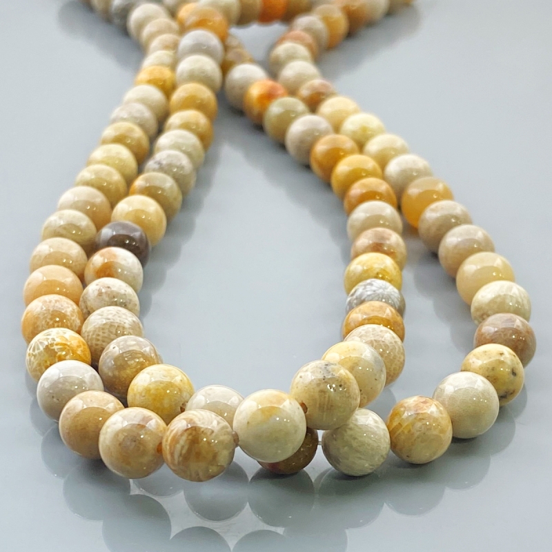 Fossil Coral 8mm Smooth Round AA Gemstone Beads Lot - 182534