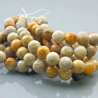 Fossil Coral 8mm Smooth Round AA Gemstone Beads Lot - 182534