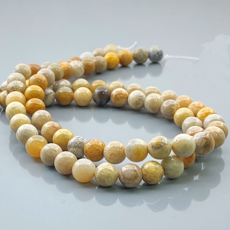 Fossil Coral 8mm Smooth Round AA Gemstone Beads Lot - 182534