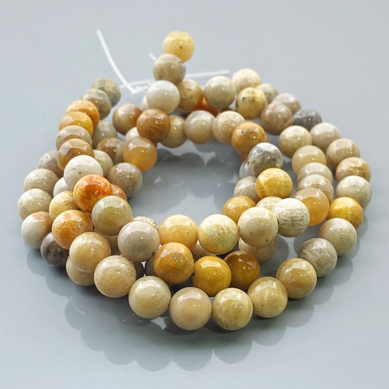 Fossil Coral 8mm Smooth Round AA Gemstone Beads Lot - 182534