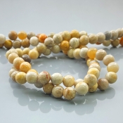 Fossil Coral 8mm Smooth Round AA Gemstone Beads Lot - 182534