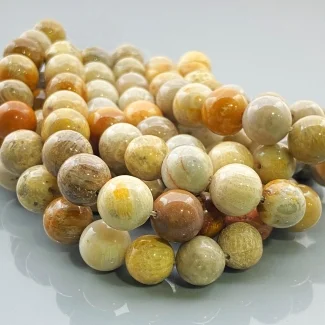 Fossil Coral 10mm Smooth Round AA Gemstone Beads Lot - 182613