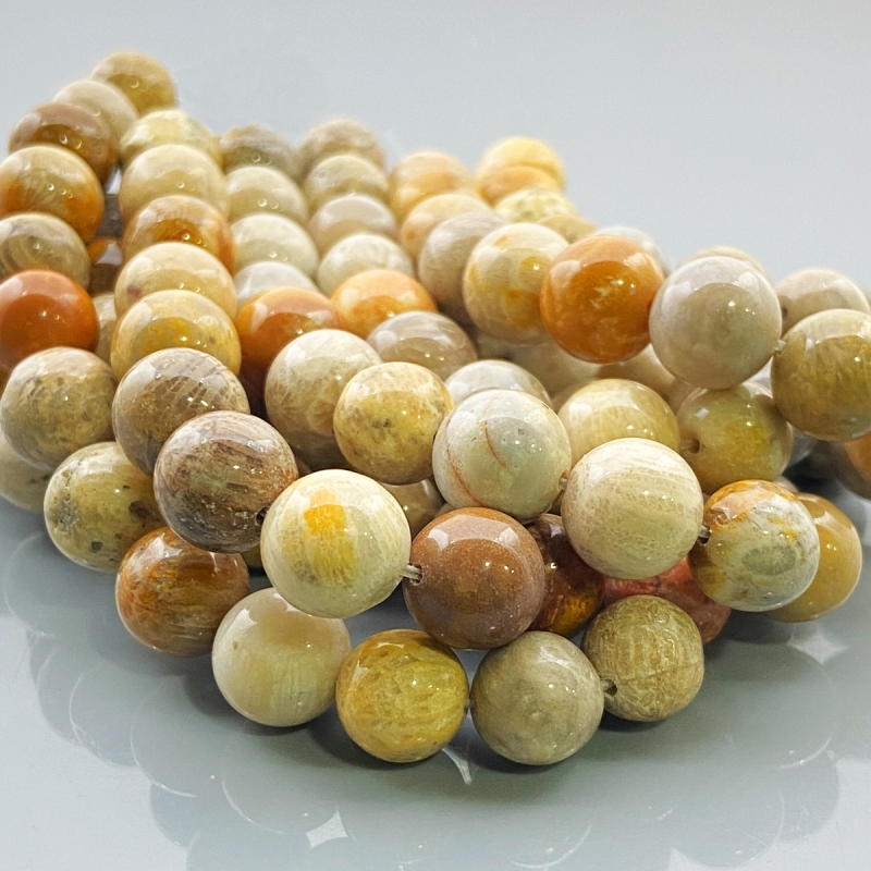 Fossil Coral 10mm Smooth Round AA Gemstone Beads Lot - 182613