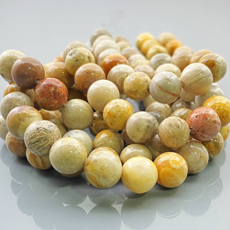 Fossil Coral 10mm Smooth Round AA Gemstone Beads Lot - 182613