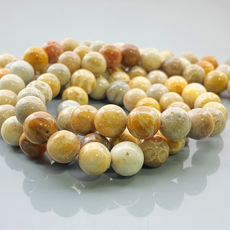 Fossil Coral 10mm Smooth Round AA Gemstone Beads Lot - 182613