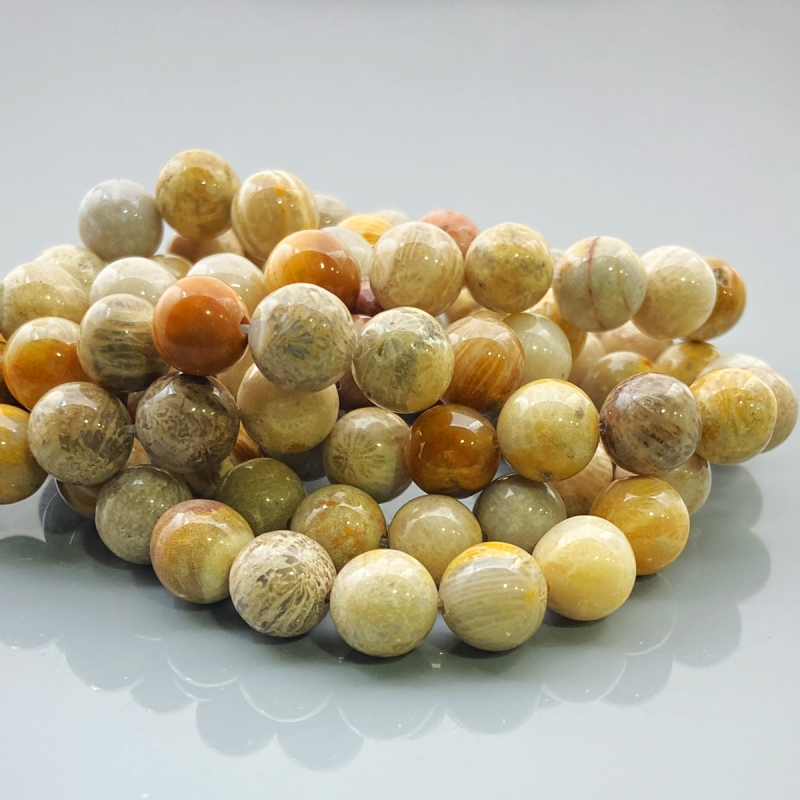 Fossil Coral 10mm Smooth Round AA Gemstone Beads Lot - 182613